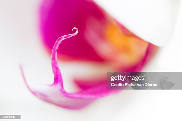 curly colours 2 - dieren stock pictures, royalty-free photos & images