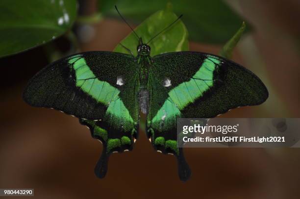 emerald tail swallow - emerald swallowtail stockfoto's en -beelden