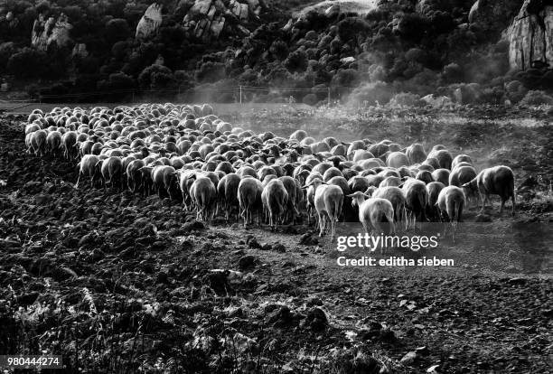 Shaffe Raffe Schafe Photos and Premium High Res Pictures - Getty Images