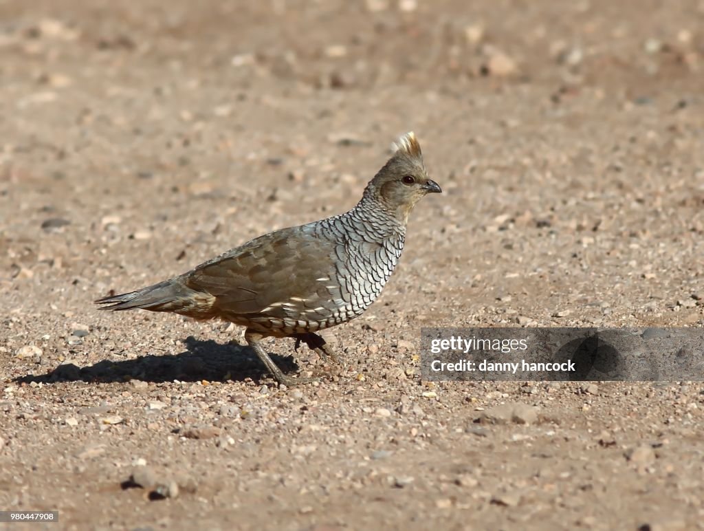 Scaled quail