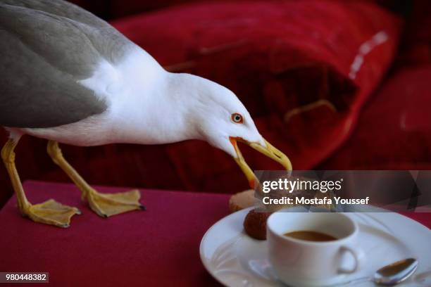 share me my breakfast - seagull food stock pictures, royalty-free photos & images