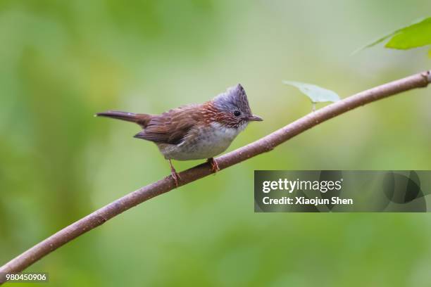 Yuhina Photos and Premium High Res Pictures Getty Images