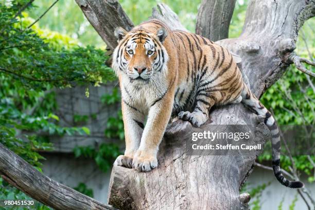 eyecontact - siberian tiger stock pictures, royalty-free photos & images