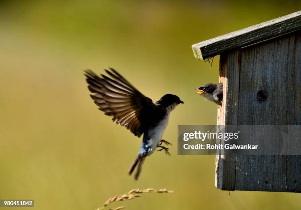 photo by: rohit galwankar - bird house imagens e fotografias de stock