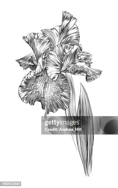 618 Ilustraciones de Iris Flor - Getty Images 618 Ilustraciones de Iris Flor - Getty Images