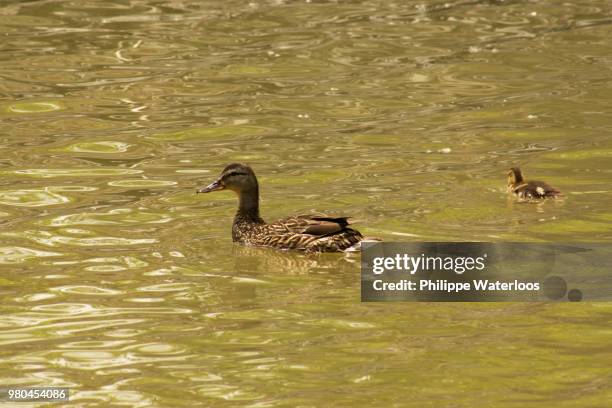 maman canard - 3 - canard - fotografias e filmes do acervo