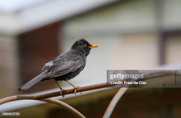 common blackbird (turdus merula) perching on pipe - merel bildbanksfoton och bilder