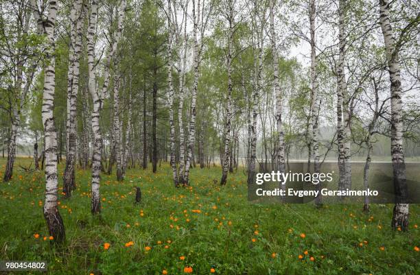 trollius asiaticus & birch grove - trollius stock pictures, royalty-free photos & images