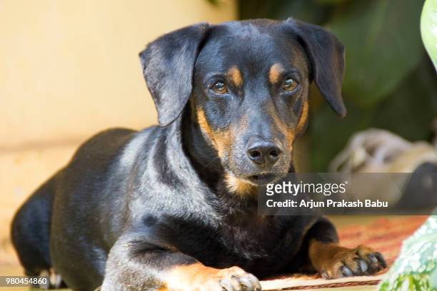 vicky - doberman puppy stock pictures, royalty-free photos & images