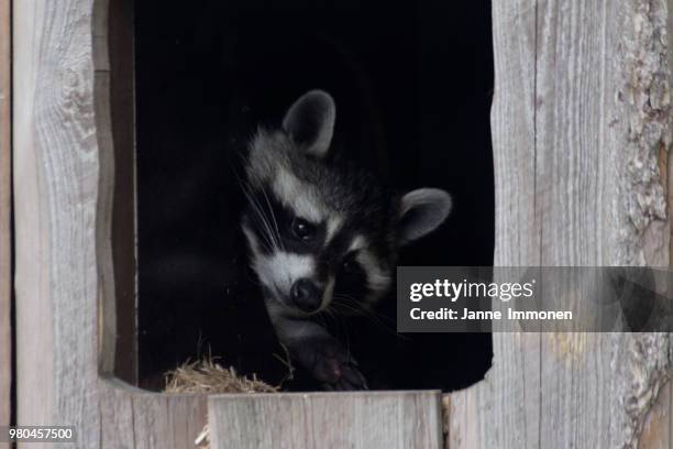 Raccoon High-Res Stock Photo