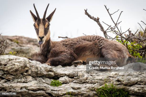 chamois (rupicapra spp.) lying on rocks - spp stock pictures, royalty-free photos & images