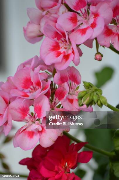 cerise geraniums - cerise stock pictures, royalty-free photos & images