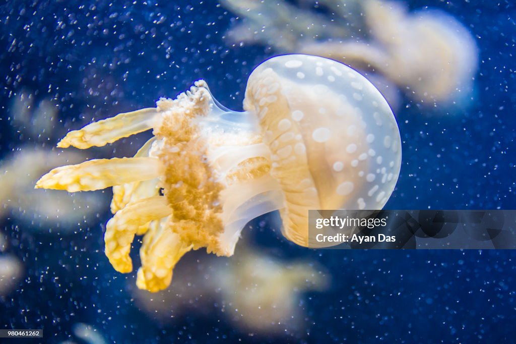 Jellyfish Story