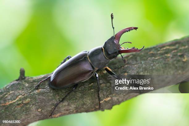 stag beetle on branch - abadejo imagens e fotografias de stock