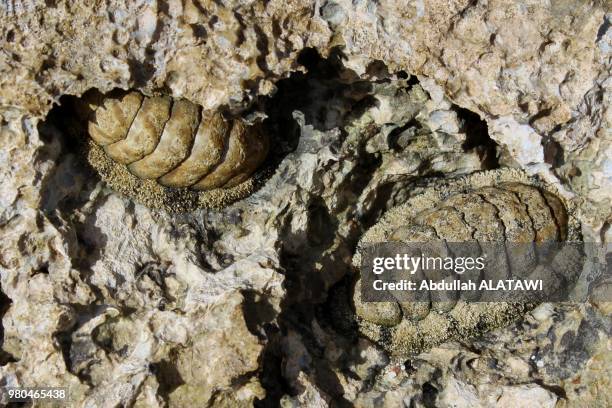 chitons - mollusco foto e immagini stock