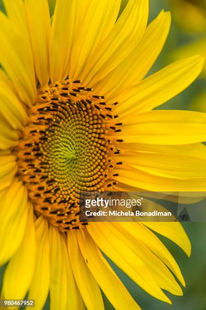 close up of yellow sunflower, contrada montone, fermo, italy - contrada stock pictures, royalty-free photos & images