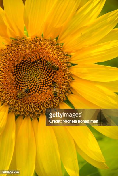 bees sitting on sunflower, contrada montone, fermo, italy - fermo stock pictures, royalty-free photos & images