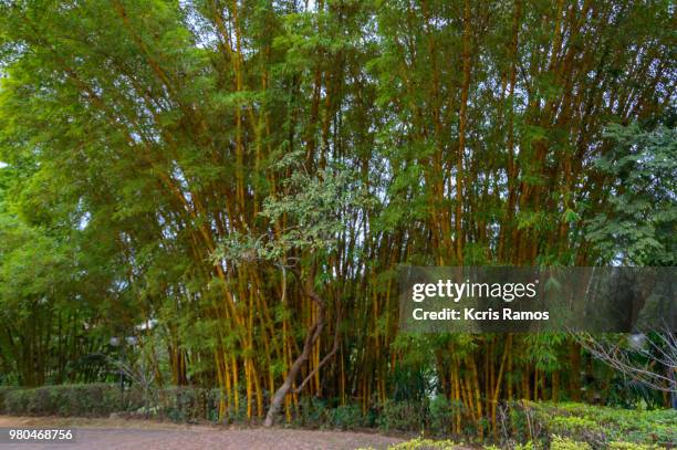 high resolution photography horizontal of bamboo yellow in sao paulo in brazil on june 16, 2018 - tropical bush stockfoto's en -beelden