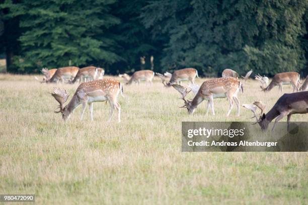 Fallow Discing 276 Fallow Deers Stock Photos, High-Res Pictures, and Images - Getty Images