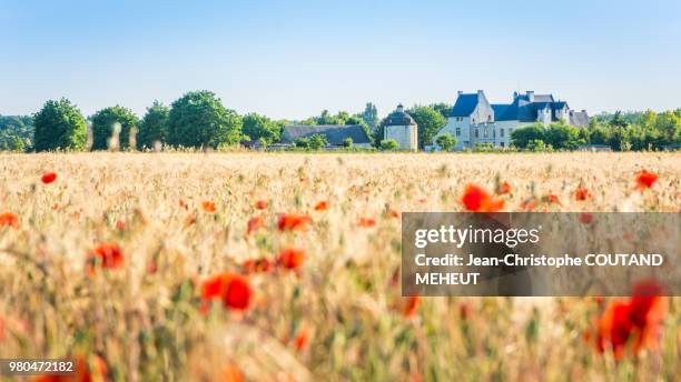 somewhere in touraine loire valley - coquelicot fotografías e imágenes de stock