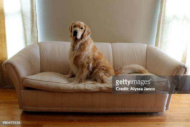 king of the couch - golden retriever stock pictures, royalty-free photos & images