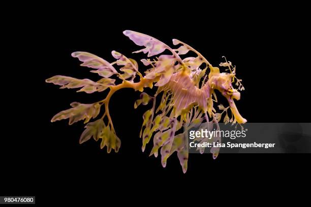 leafy sea dragon - sea dragon stock pictures, royalty-free photos & images