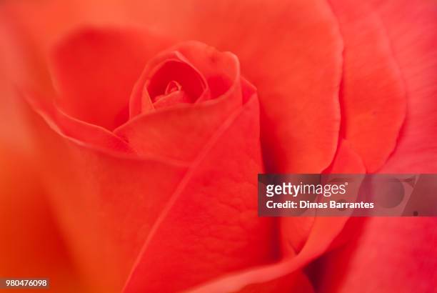 soft-focus close-up of red rose with soft detail - softfocus stock-fotos und bilder