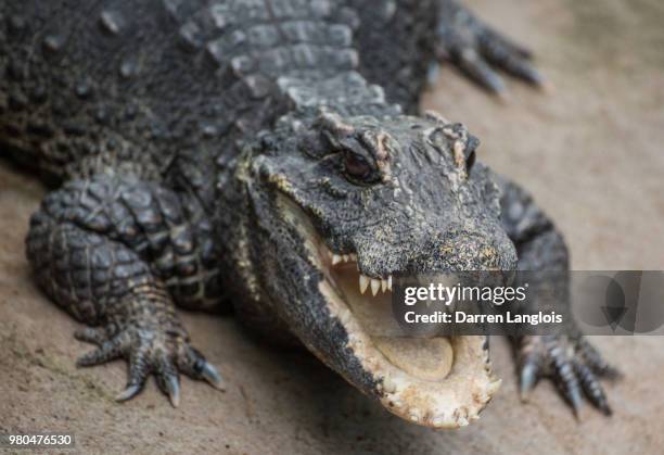 dwarf crocodile (osteolaemus tetraspis) in calgary zoo, calgary, alberta, canada - african dwarf crocodile stock pictures, royalty-free photos & images