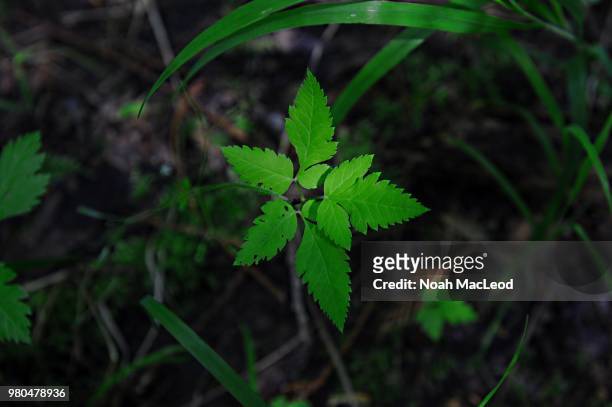 leaf, put simply - noah mac stock pictures, royalty-free photos & images