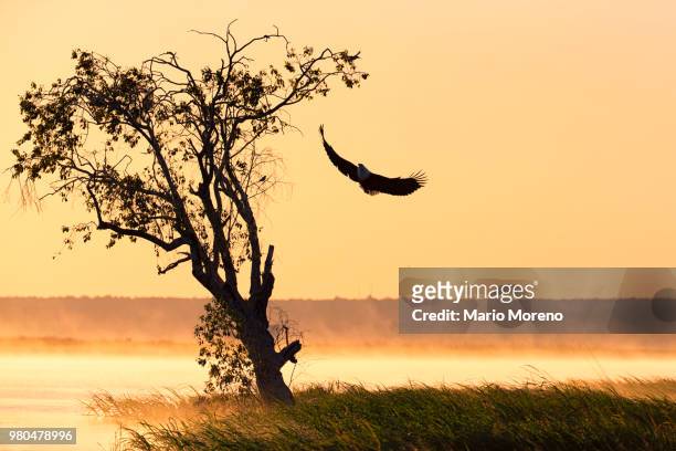eagle flying at sunset near tree and meadow in chobe national park, botswana - chobe national park bildbanksfoton och bilder
