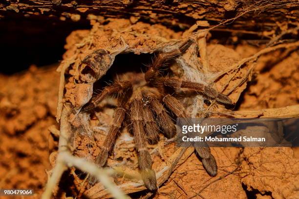 tarantula spider - theraphosa blondi stock pictures, royalty-free photos & images