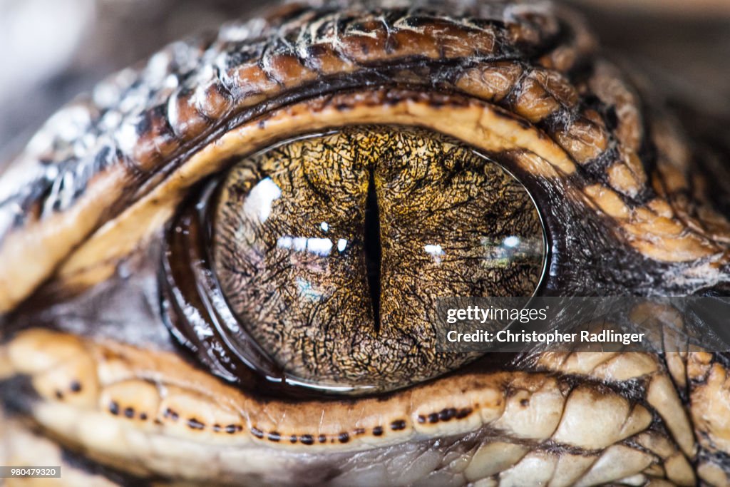 Gator Eye