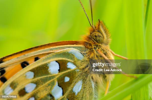 close-up of dark green fritillary (argynnis aglaja) butterfly, pontefract, england, uk - pontefract ストックフォトと画像