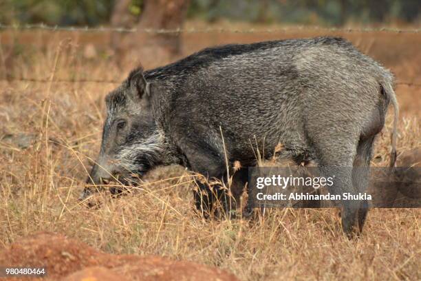 indian wild boar - abhinandan 個照片及圖片檔