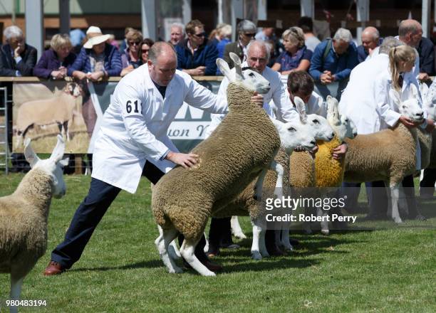 Border Leicester sheep on show for the judges at the Royal Highland Show on June 21, 2018 in Edinburgh, Scotland.