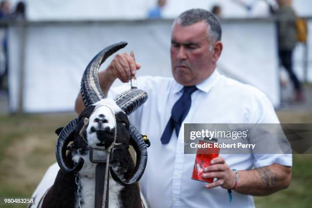 Gordon Connor from Linlithgow with a Jacob sheep as he prepares it for the show at the Royal Highland Show on June 21, 2018 in Edinburgh, Scotland.