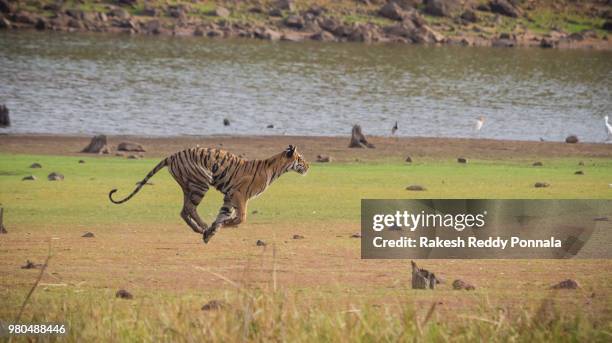 tiger chasing prey - tiger-chasing-animals stock pictures, royalty-free photos & images