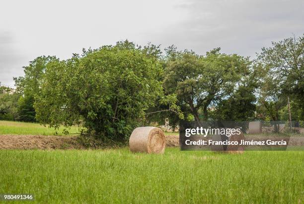 balas de paja - paja stock pictures, royalty-free photos & images