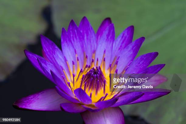 water lily - jeremy chan stock-fotos und bilder