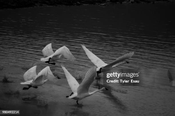 332 Swan Creek Stock Photos, HighRes Pictures, and Images Getty Images