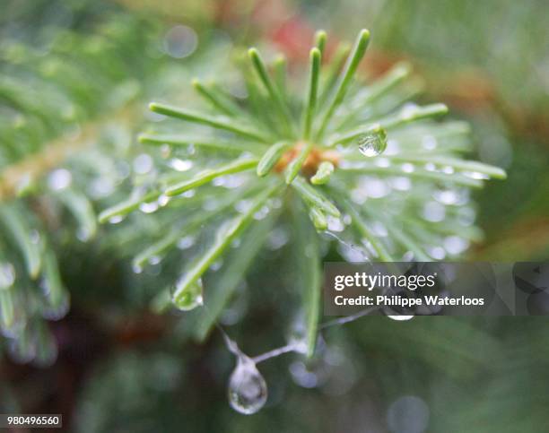 sapin et goutte d'eau - goutte stock pictures, royalty-free photos & images