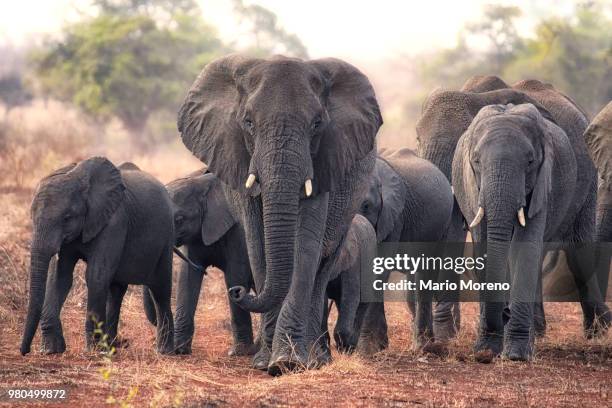 herd of walking elephants, south africa - kruger national park stockfoto's en -beelden