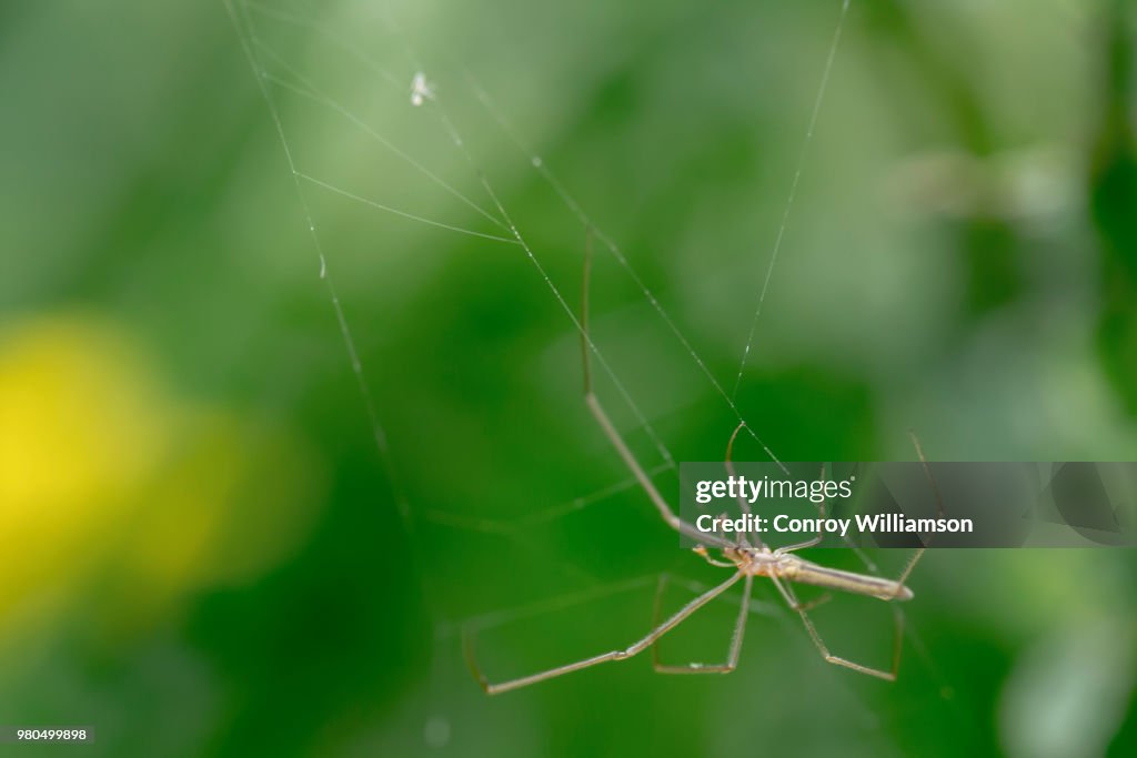 Macro Spider