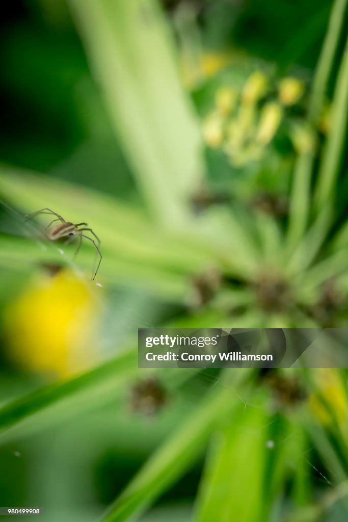 Spider walk