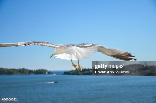 seagull flying over sea, finland - seagull stock pictures, royalty-free photos & images