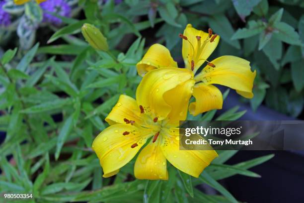 asiatic lily - asiatic lily - fotografias e filmes do acervo