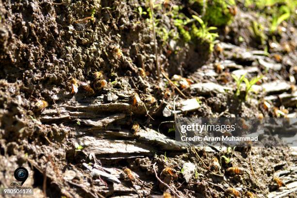 Compost Insect Identification Compost Bugs Photos and Premium High Res Pictures - Getty Images