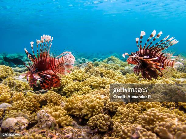 lionfish (pterois) over coral reef, sharm el sheikh, egypt - sinai stock-fotos und bilder