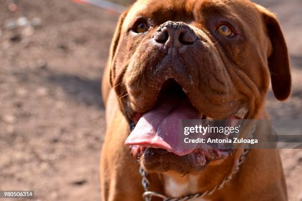 guau guau ! - french mastiff stock pictures, royalty-free photos & images