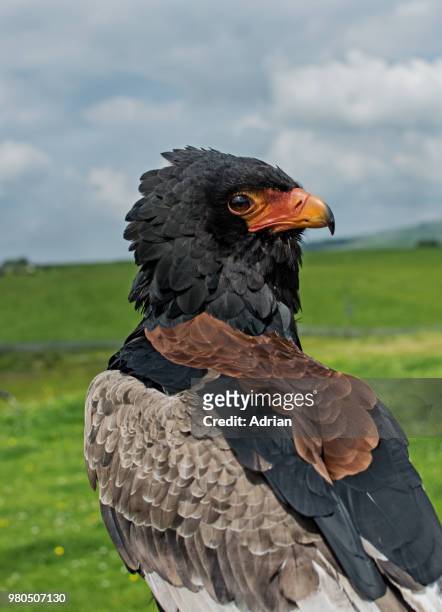 sitting bateleur eagle in yorkshire dales national park, yorkshire, england, uk - bateleur eagle 個照片及圖片檔